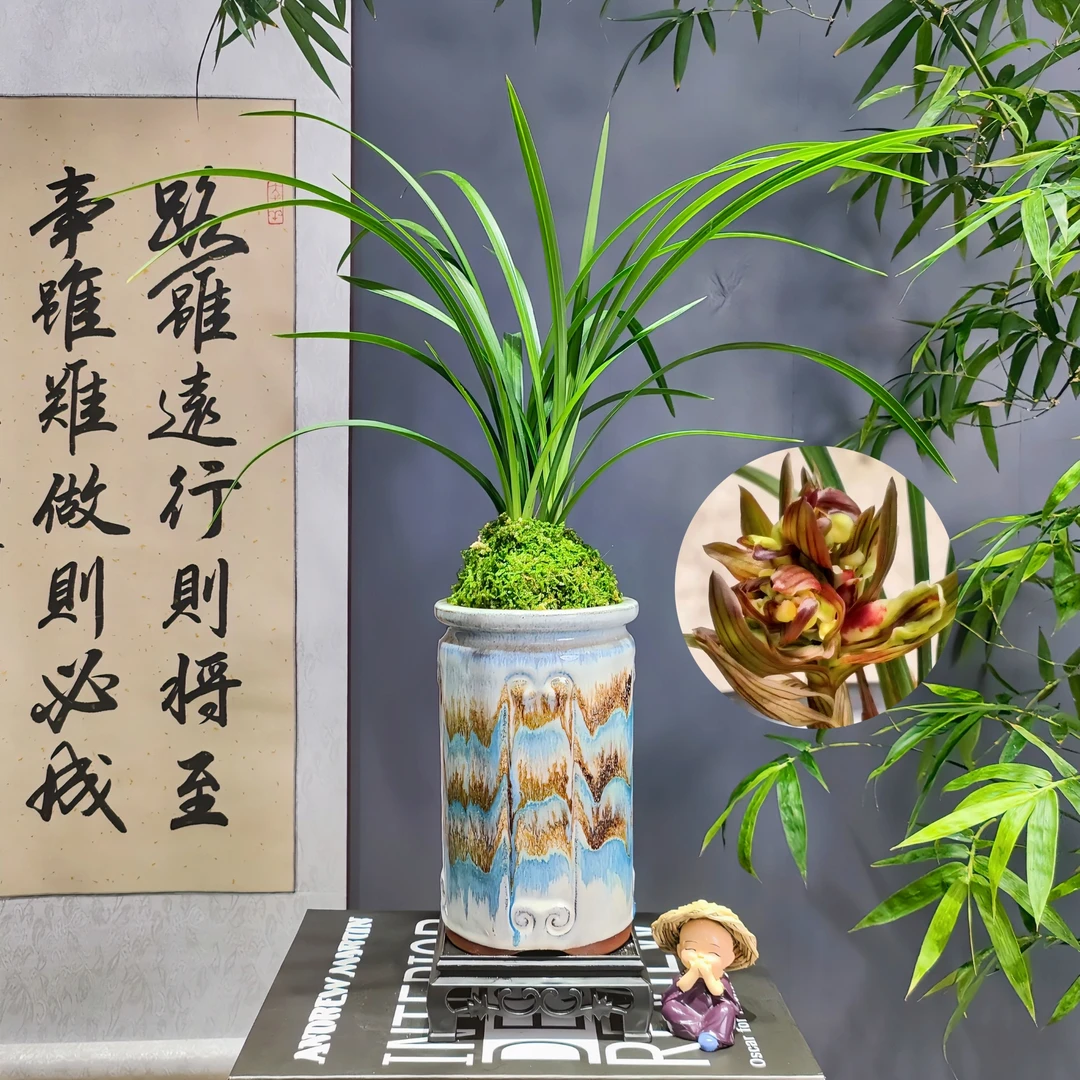 春兰名品 [花开富贵] 带花苞浓香型好养易活室内客厅开花盆栽