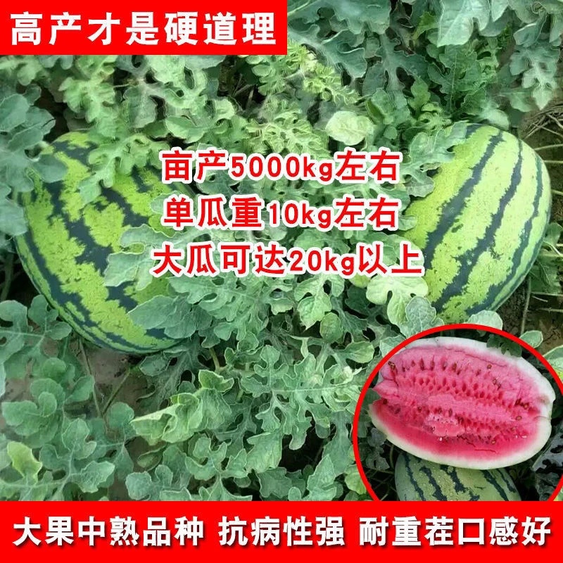 原装高产懒汉西瓜种子8424麒麟西瓜早熟懒汉西瓜籽特大甜薄皮