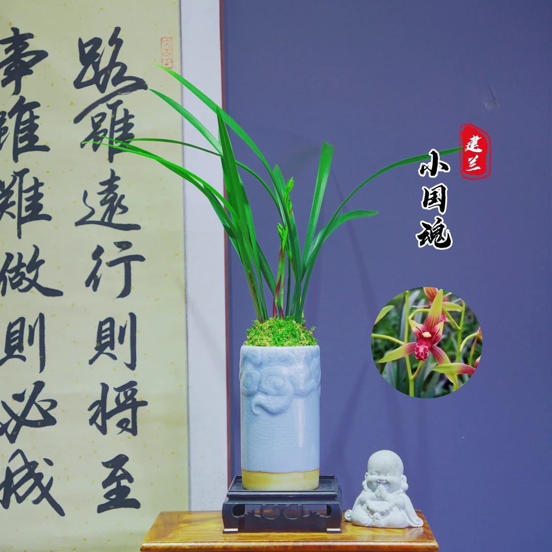 建兰名品[小国魂]带青色陶瓷盆种好适合新手好养易活四季开花种植