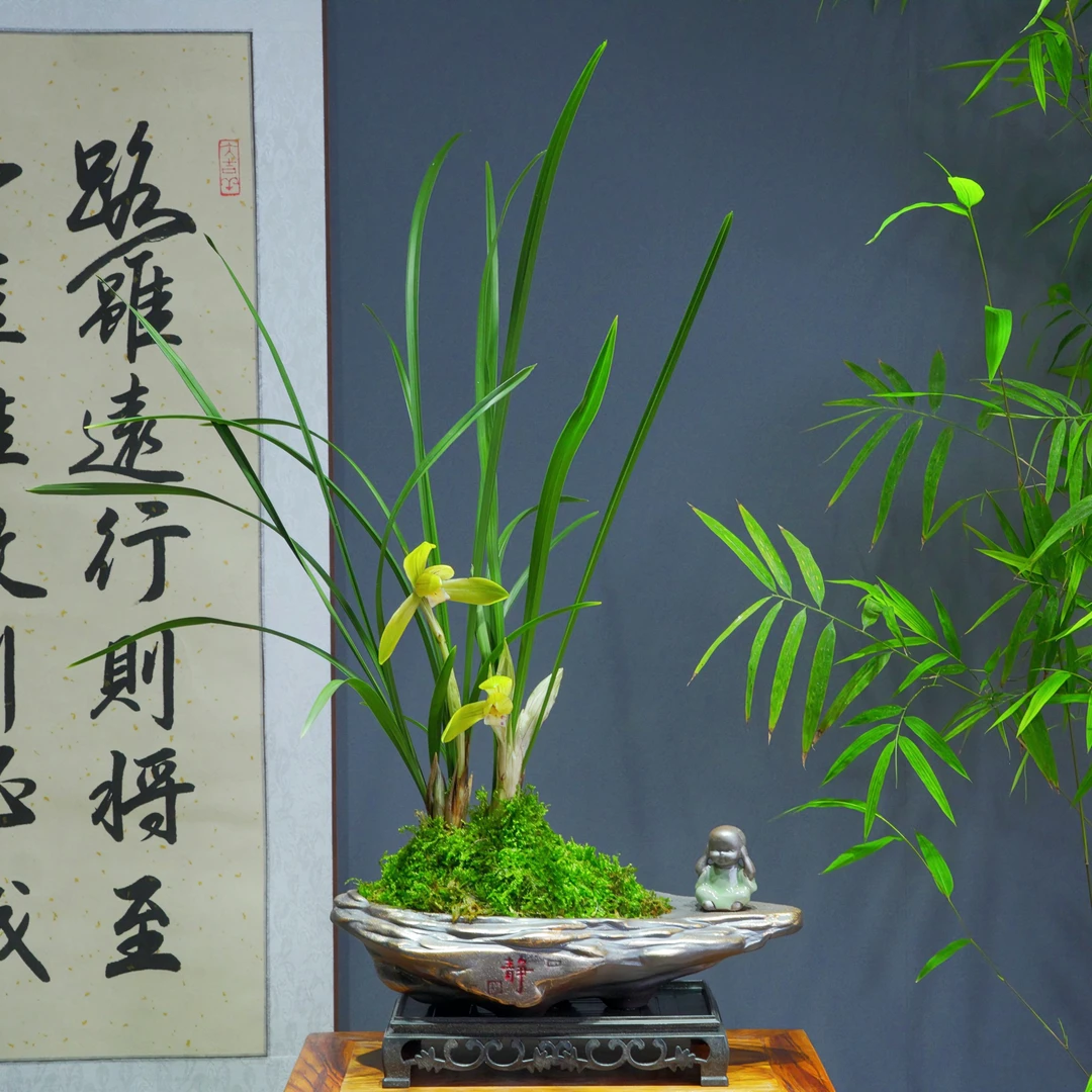 兰花[金荷鼎]带花苞浓香型带陶瓷盆种好勤花勤芽好养易活