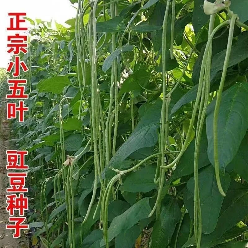 秋冬三尺特长豆角种子无筋高产豇豆四季早熟蔬菜种子抗虫抗四季