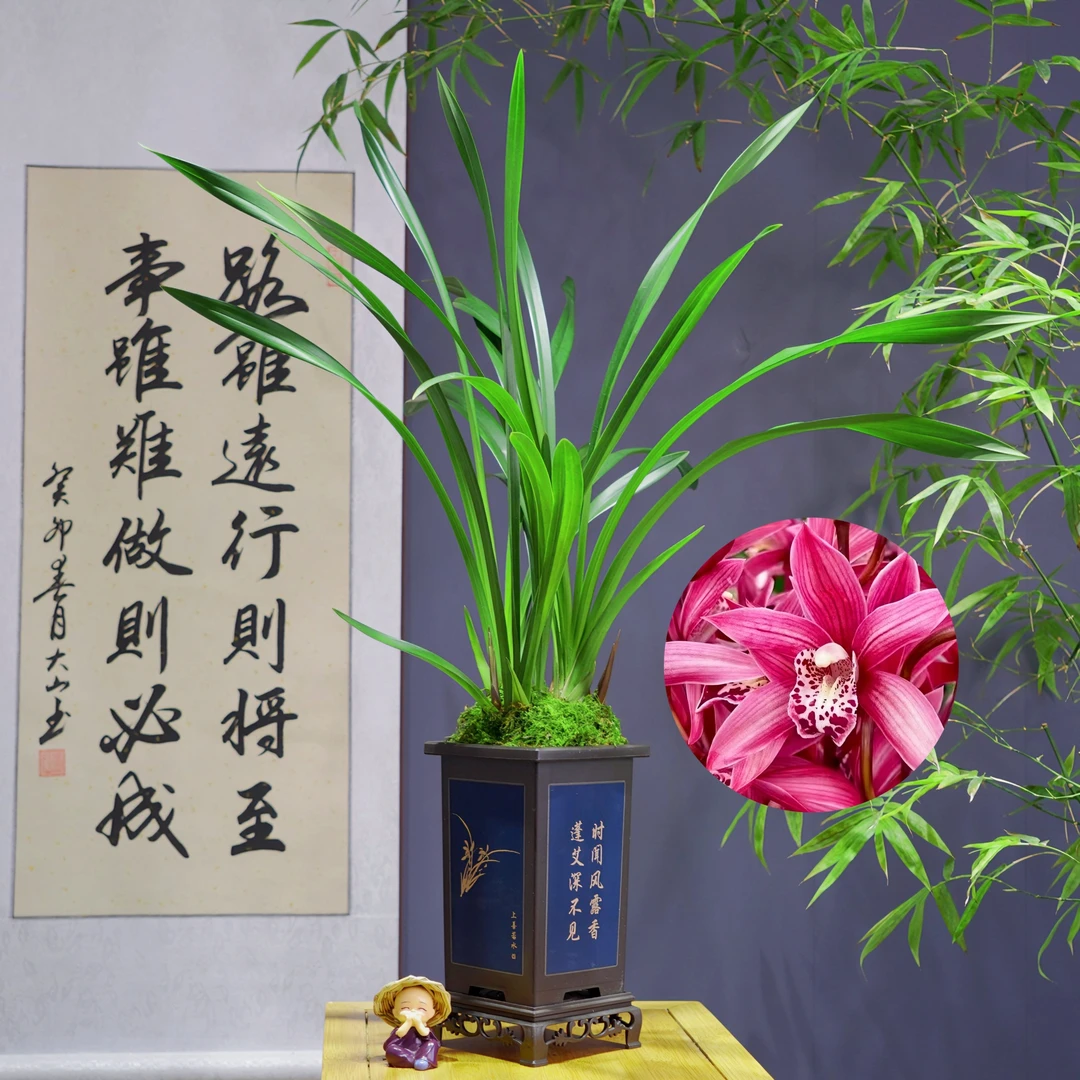 兰花惠兰[红将军]浓香型大盆带国风盆种好观赏性极高好养活