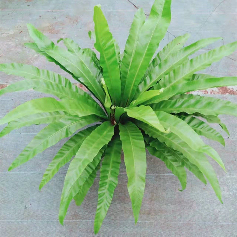 鸟巢蕨盆栽室内观叶植物