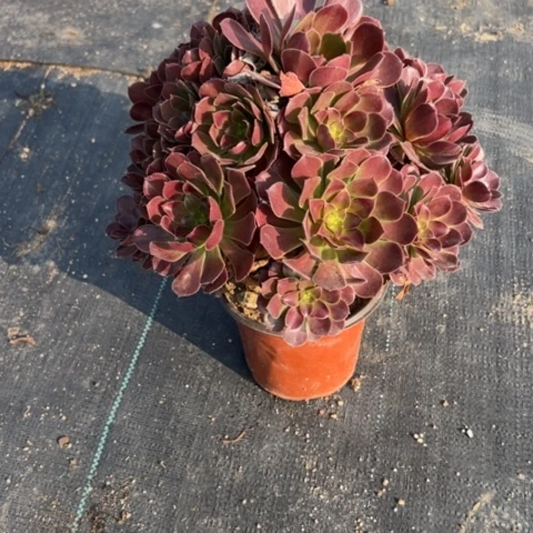 多肉荷兰玫瑰不包损1-41