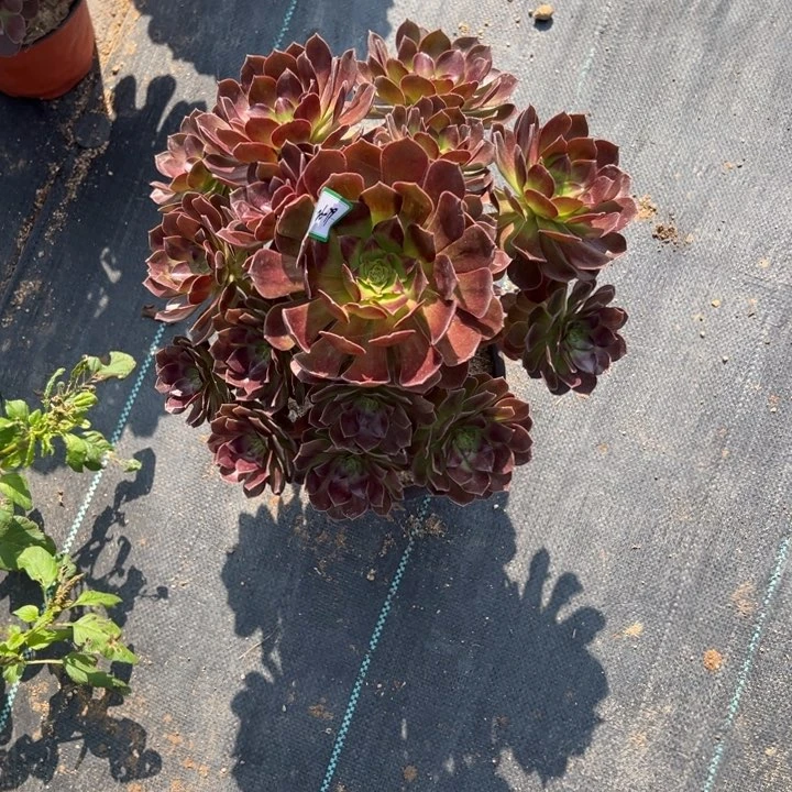 多肉赤焰莲有断枝26-79