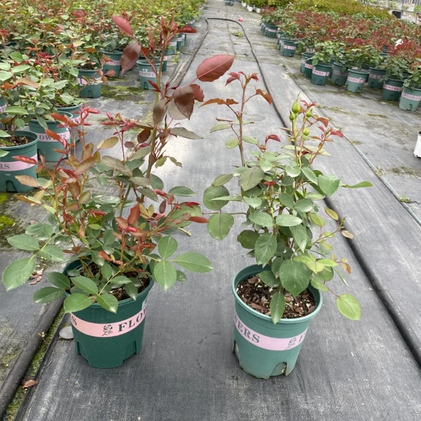 扦插1.8升盆栽月季集合庭院阳台花园四季观赏