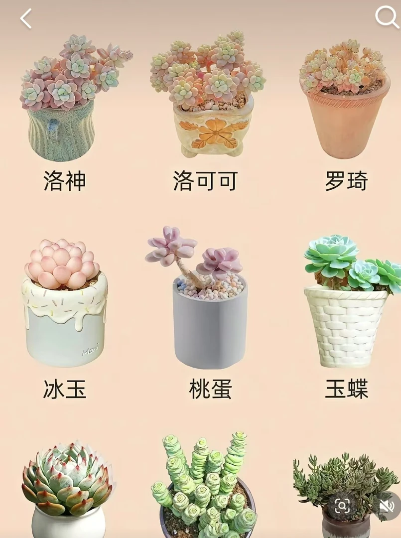 芳芳多肉综合链接箱拍1