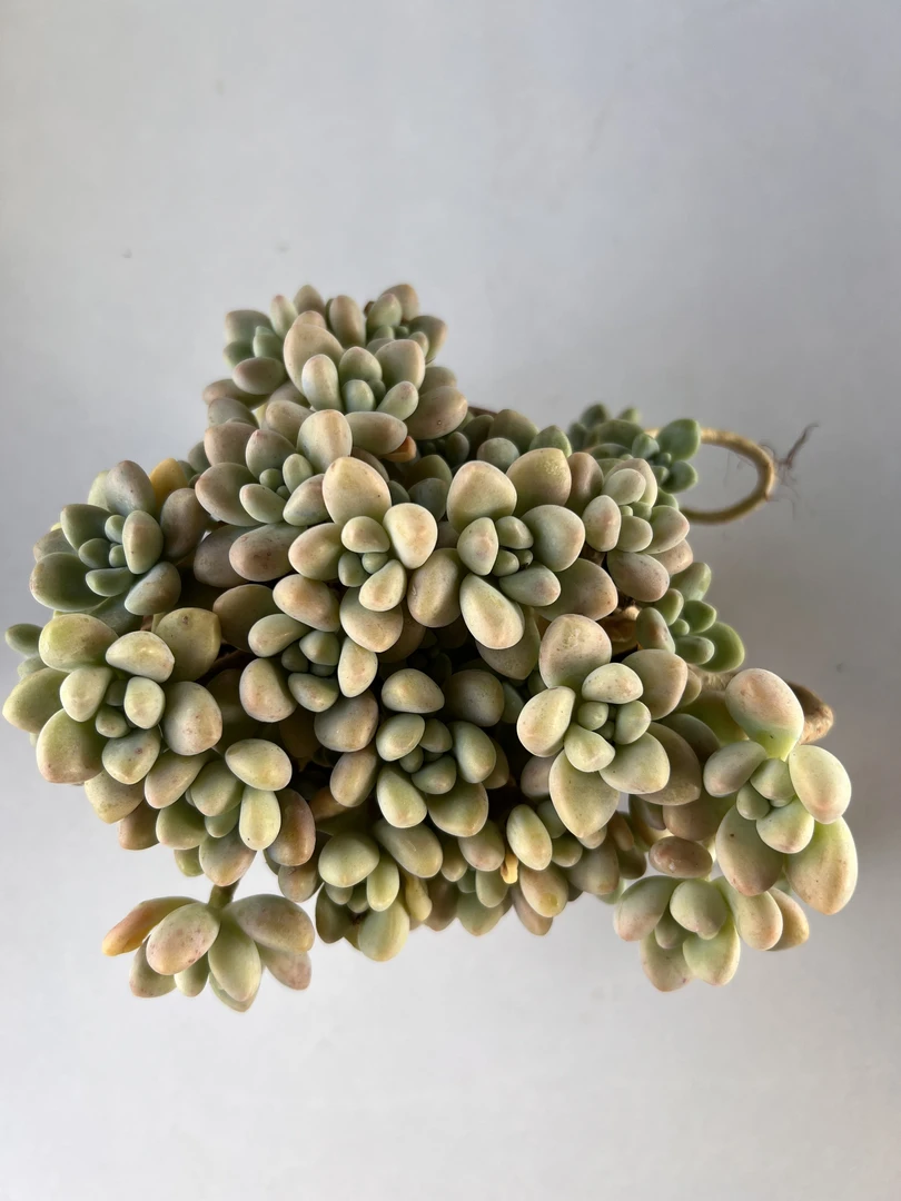 草莓蛋糕 满19.9包邮  多肉植物  直播间展示为标准