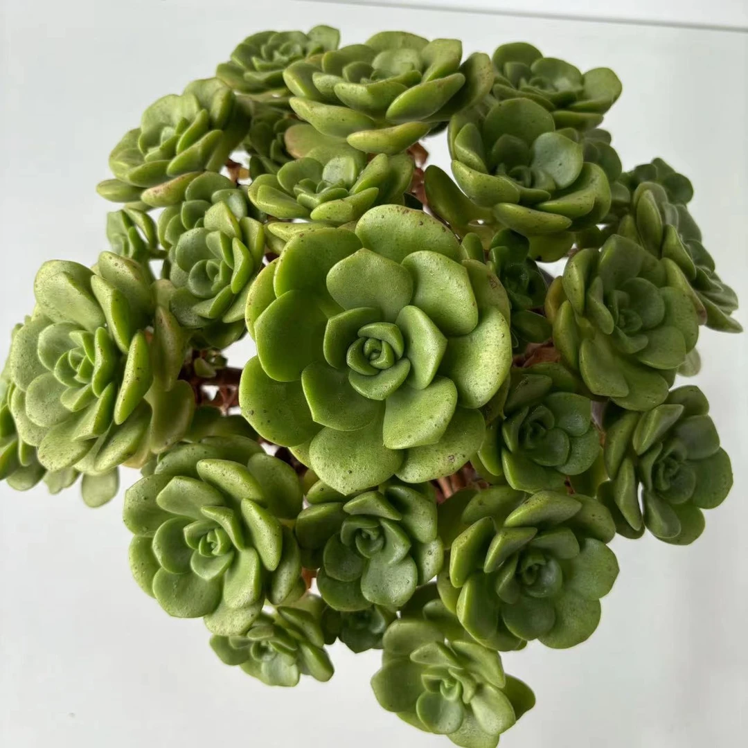 百合丽丽 法师系多肉植物 大捧花漂亮好养 云南多肉基地发货