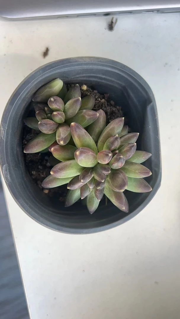 千代田 满19.9包邮  多肉植物  直播间展示为标准