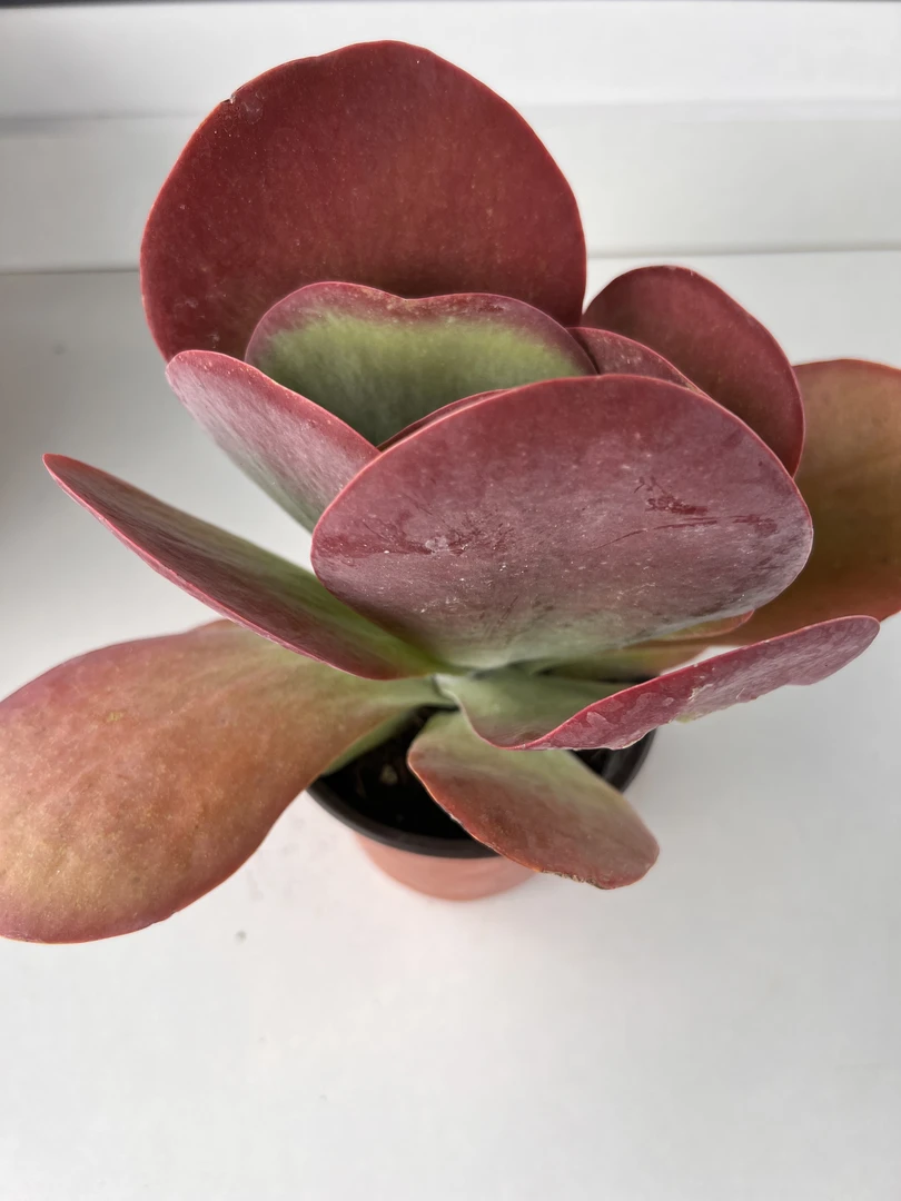 唐印多肉植物 满19.9包邮发货 好种植 实物直播间展示为标准