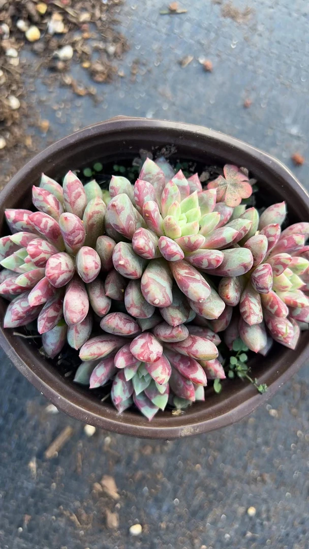 血燕 满19.9包邮  多肉植物  直播间展示为标准