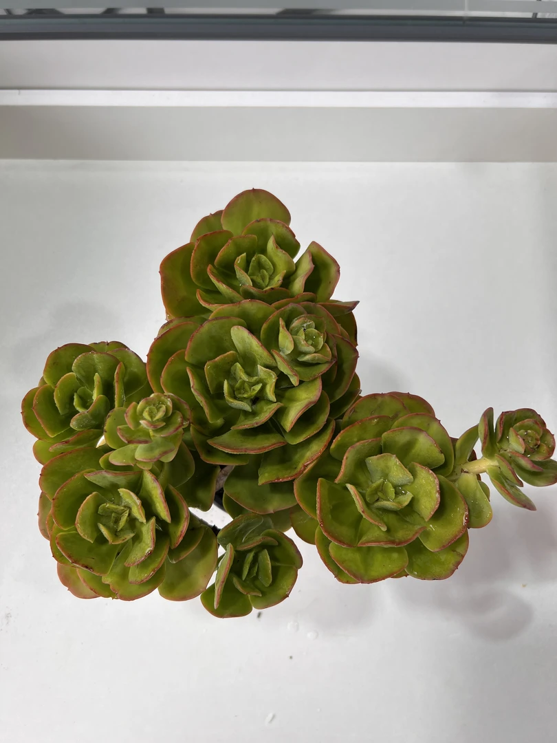 +红梅 满19.9包邮  多肉植物  直播间展示为标准