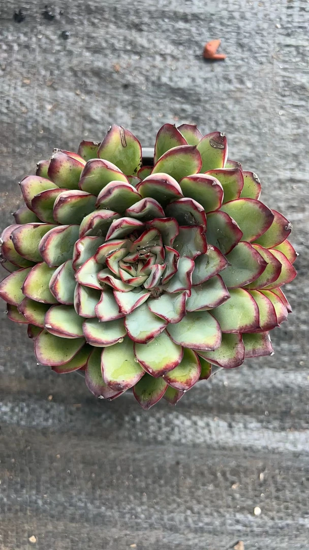 灵隐 满19.9包邮  多肉植物  直播间展示为标准