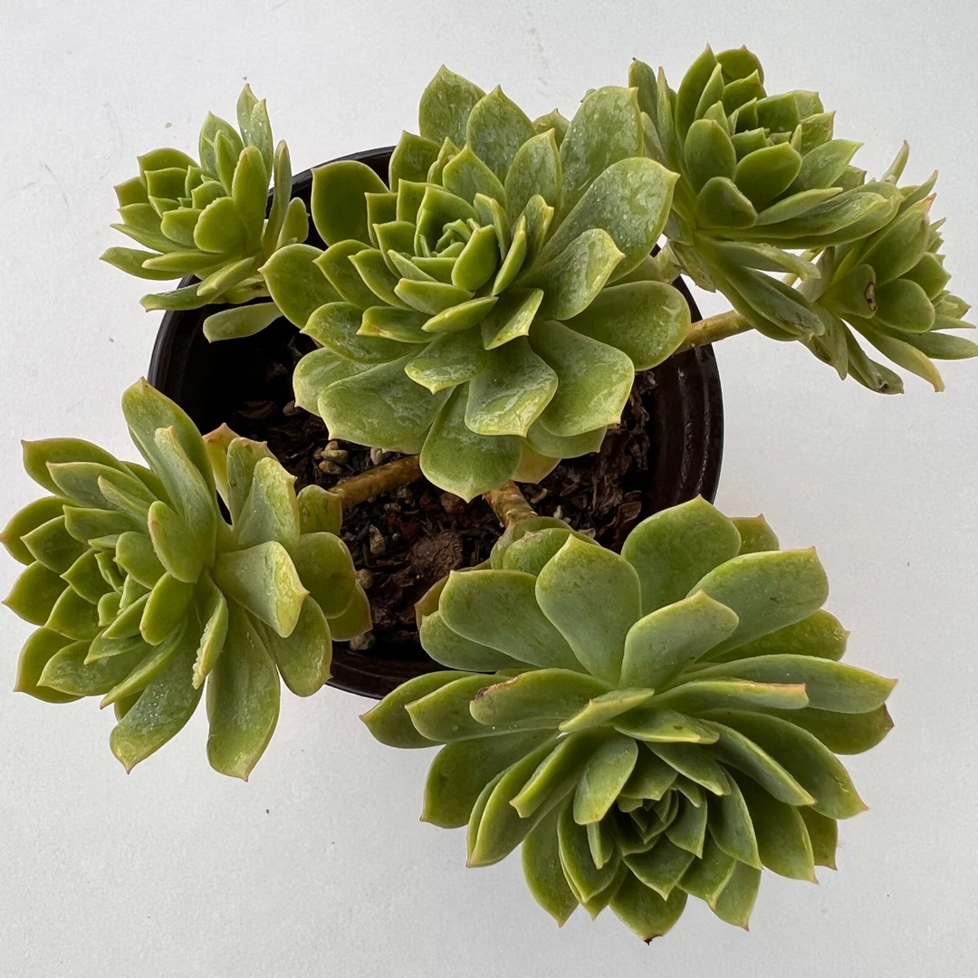 蔷薇玫瑰绿蔷薇多肉植物   满19.9包邮 云南多肉基地直发 易种植