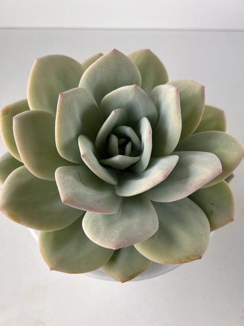 奶茶 满19.9包邮  多肉植物  直播间展示为标准
