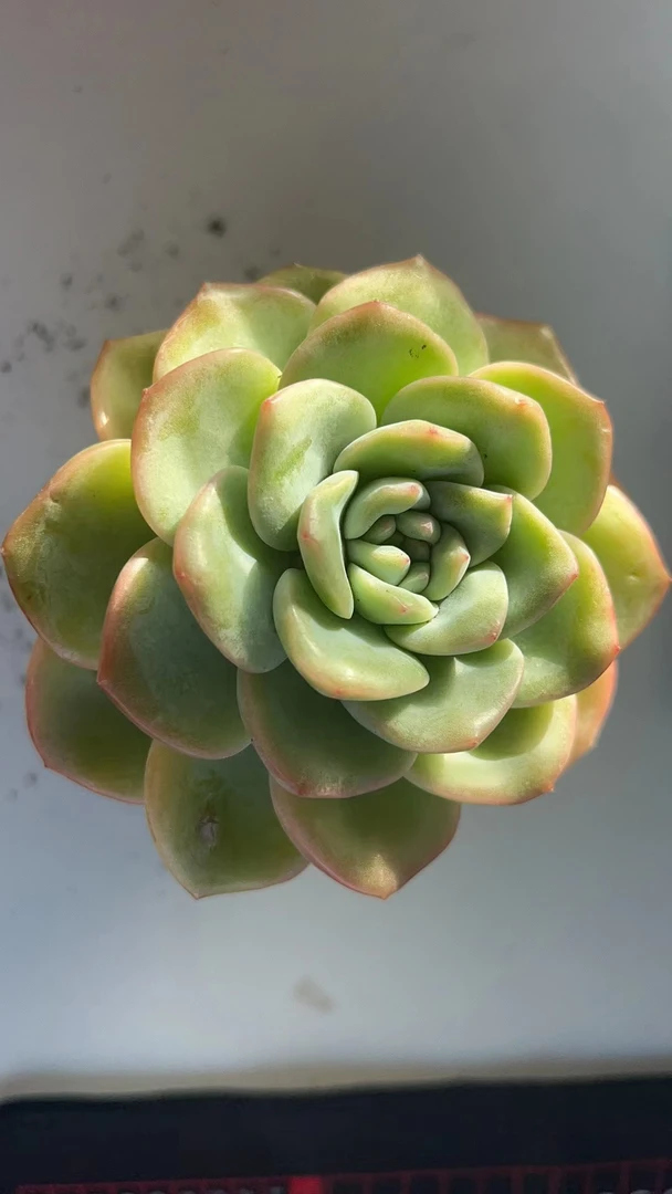 奶油泡芙 满19.9包邮  多肉植物  直播间展示为标准