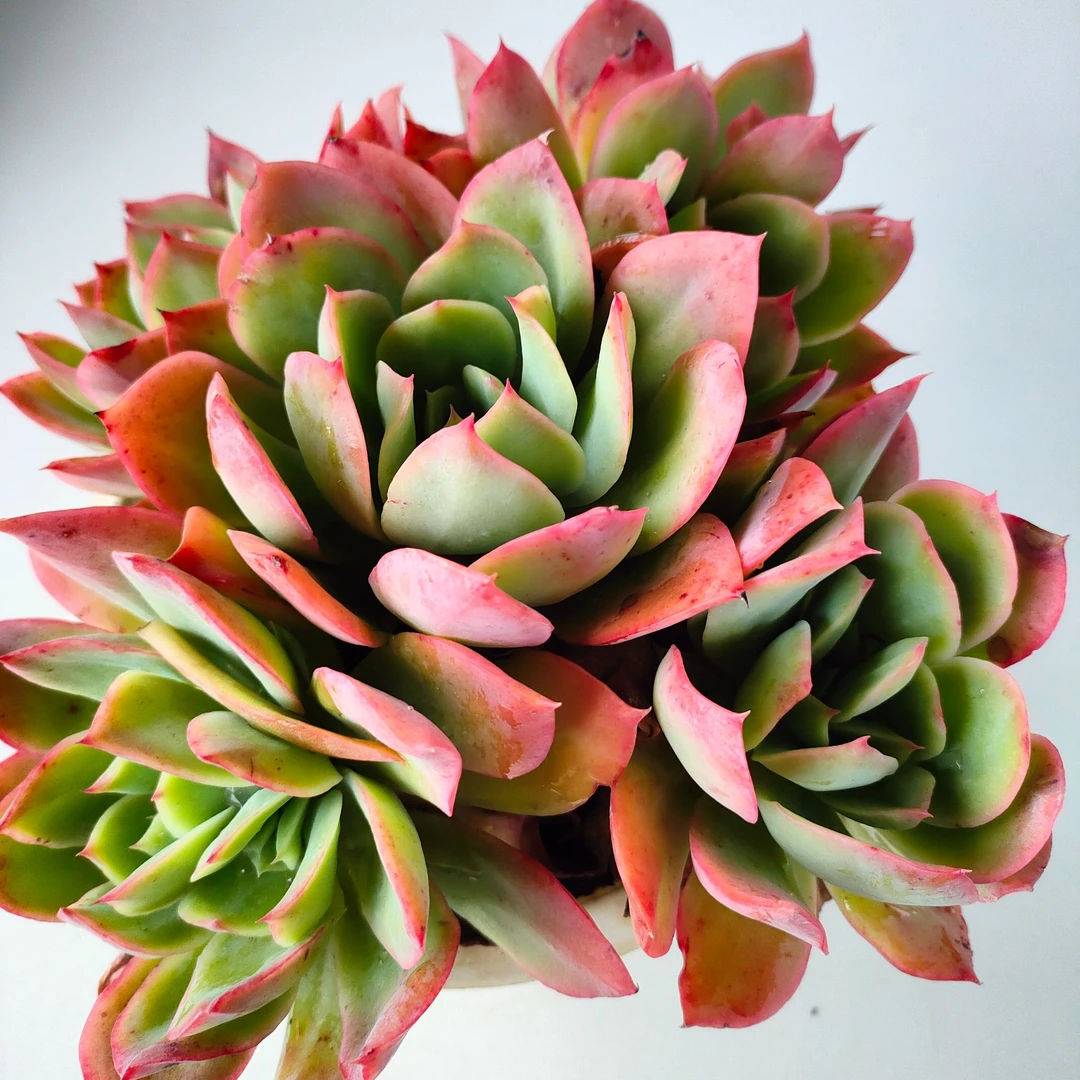 绮罗仙子多肉植物   满19.9包邮陶粒铺面实物发货种植下面直径