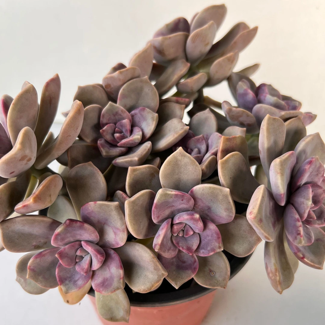 紫乐发货云南多肉基地直发皮实好养多肉植物