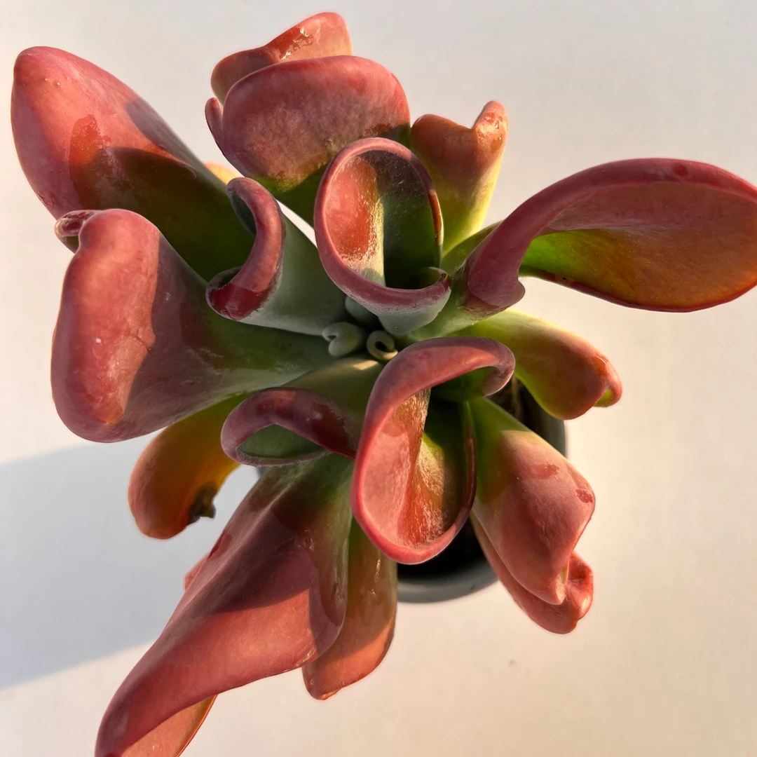 火狐狸 满19.9包邮发货 好种植多肉植物 实物直播间展示为标准