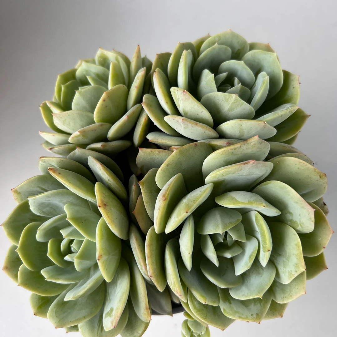 恋曲多肉植物   满19.9包邮 云南多肉基地直发 好养护 好种植