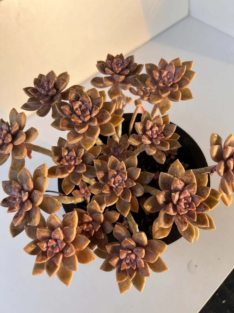 阿伦培 满19.9包邮  多肉植物  直播间展示为标准