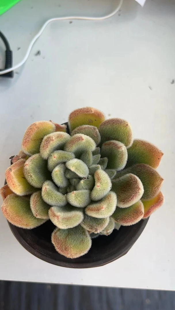 白闪冠  满19.9包邮  多肉植物  直播间展示为标准
