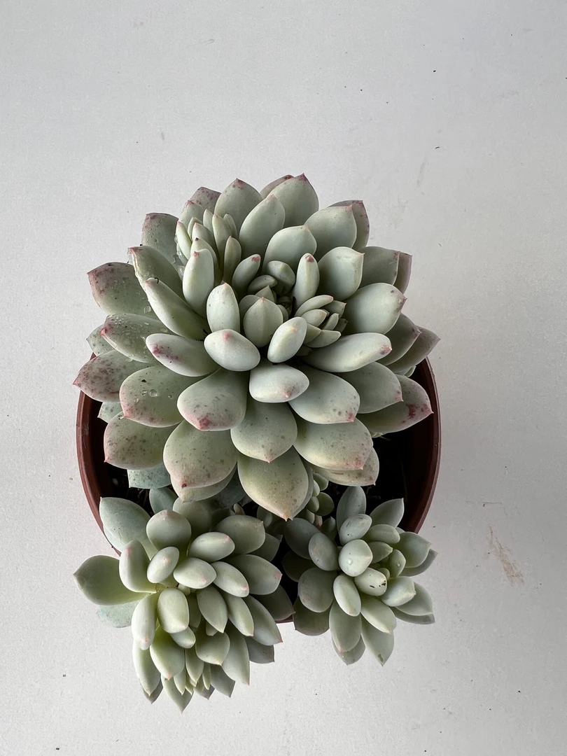 明珠 满19.9包邮  多肉植物  直播间展示为标准