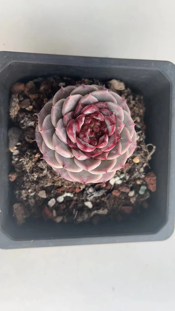 天鹅绒 满19.9包邮  多肉植物  直播间展示为标准