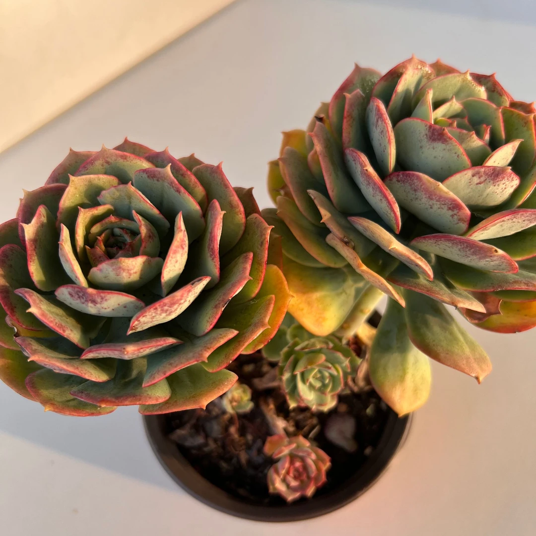 克罗地亚 满19.9包邮发货 好种植多肉植物 实物直播间展示为标准