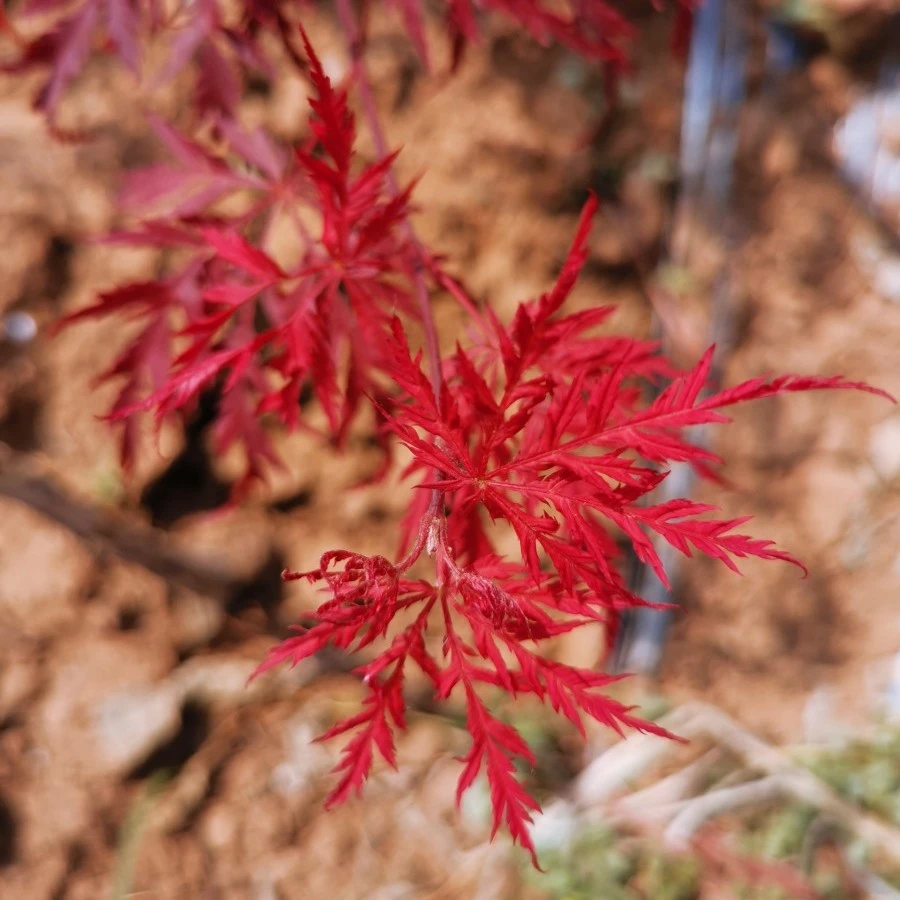 羽毛枫树苗庭院造景红枫盆栽高嫁原生羽毛枫大树黄金枫羽毛枫小苗