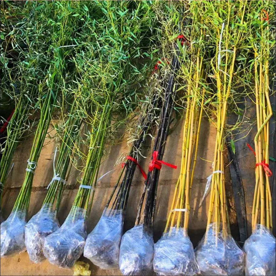 竹子苗庭院植物北方耐寒室内盆栽早园竹紫竹苗金镶玉竹四季青竹苗