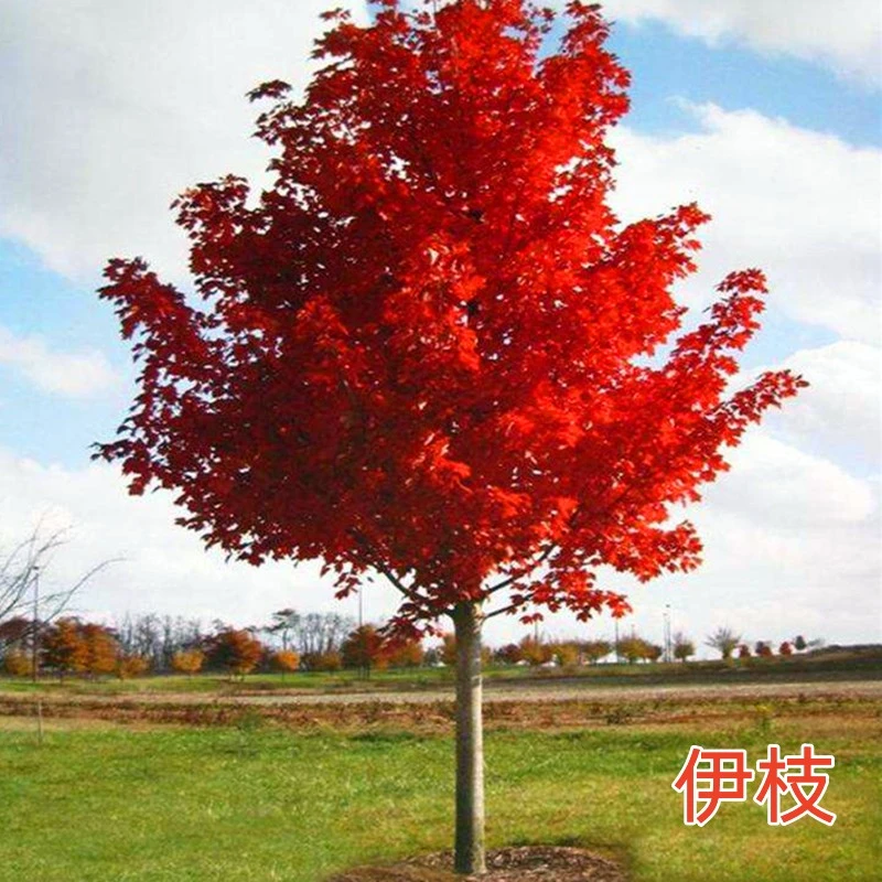 美国红枫树苗园林庭绿化工程苗木红点红冠秋火焰室外行道风景大树