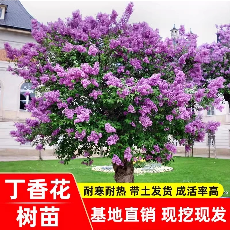 丁香花树苗浓香花苗花卉植物耐寒庭院四季室外别墅白紫丁香花盆栽