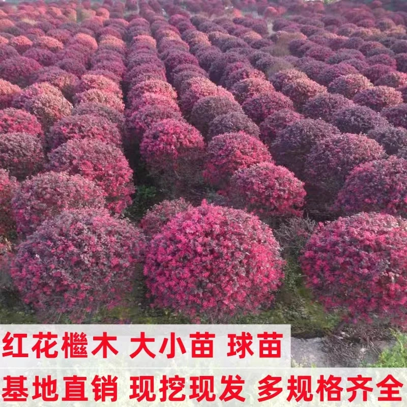 红花继木苗球绿化红花庭院地栽盆景围墙植物绿化工程苗木美观耐寒