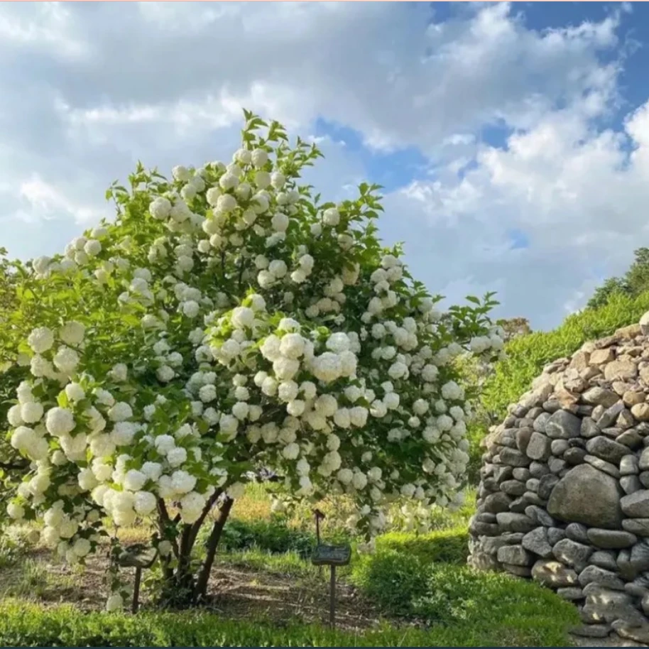 木本绣球斗绣球树苗庭院别墅中华木绣球花苗盆栽地栽植物楼顶阳台