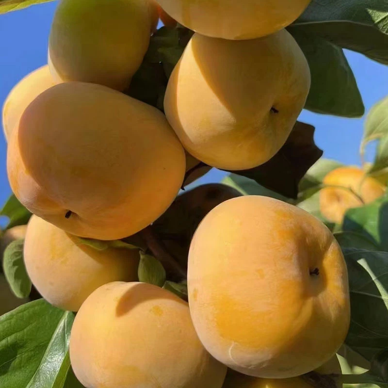 广西脆柿子脆甜柿子糖心高端柿子果水果柿子新鲜应季