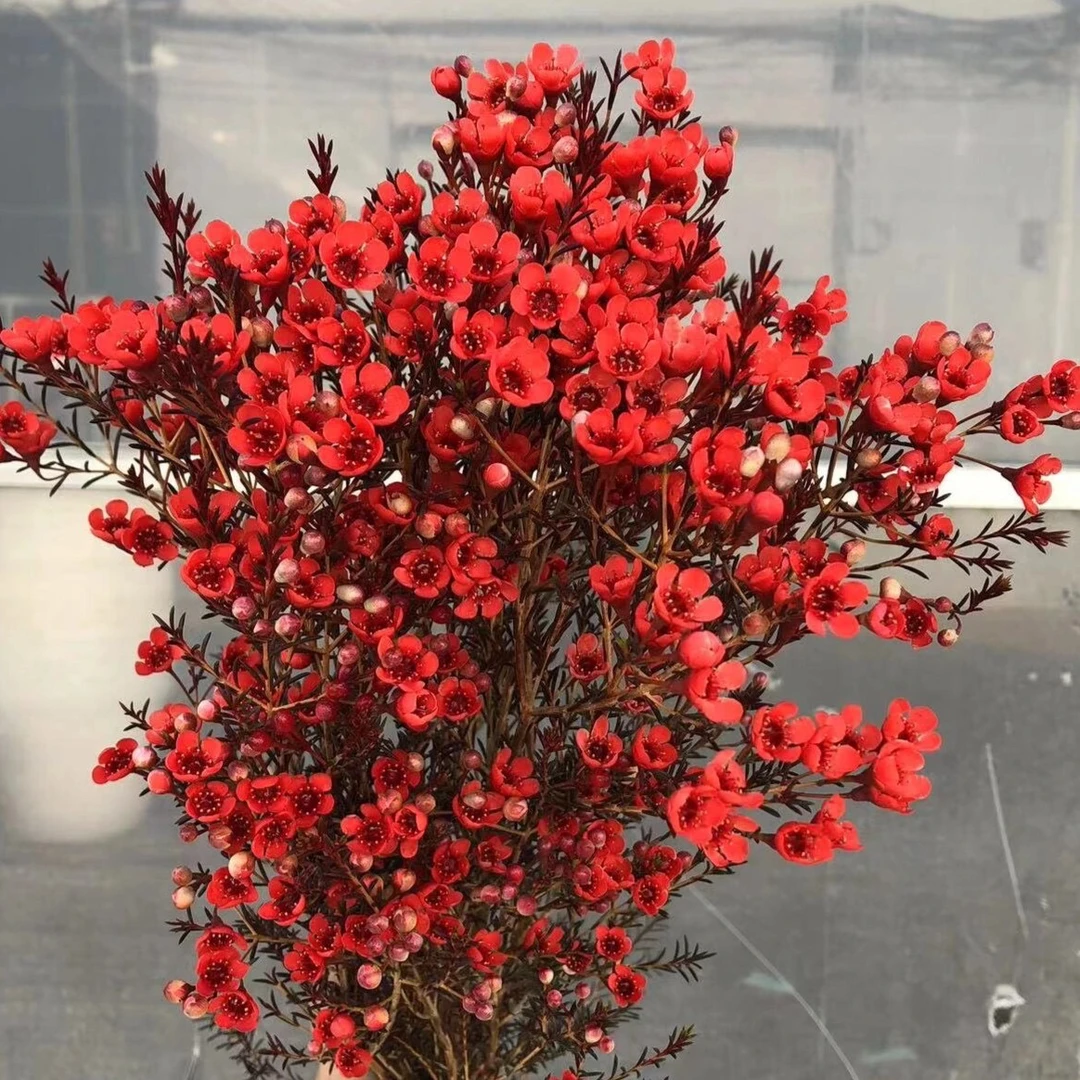 年宵花腊梅红色发货