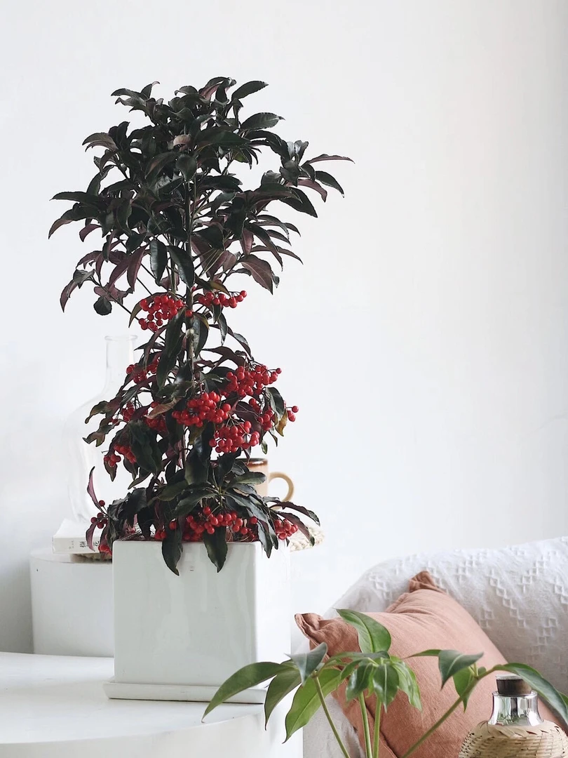 富贵籽黄金万两年宵花卉【带果带盆发货】