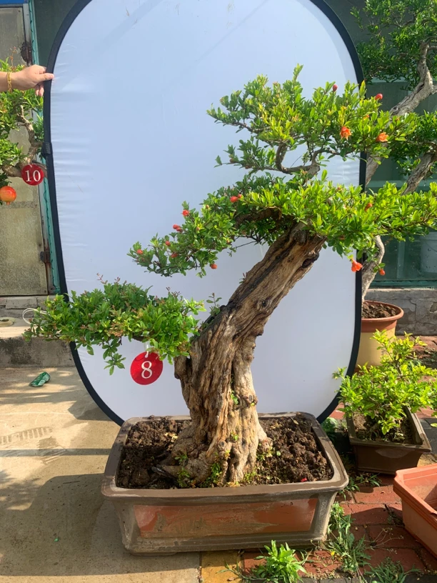 【直播间专用】大红袍盆景！