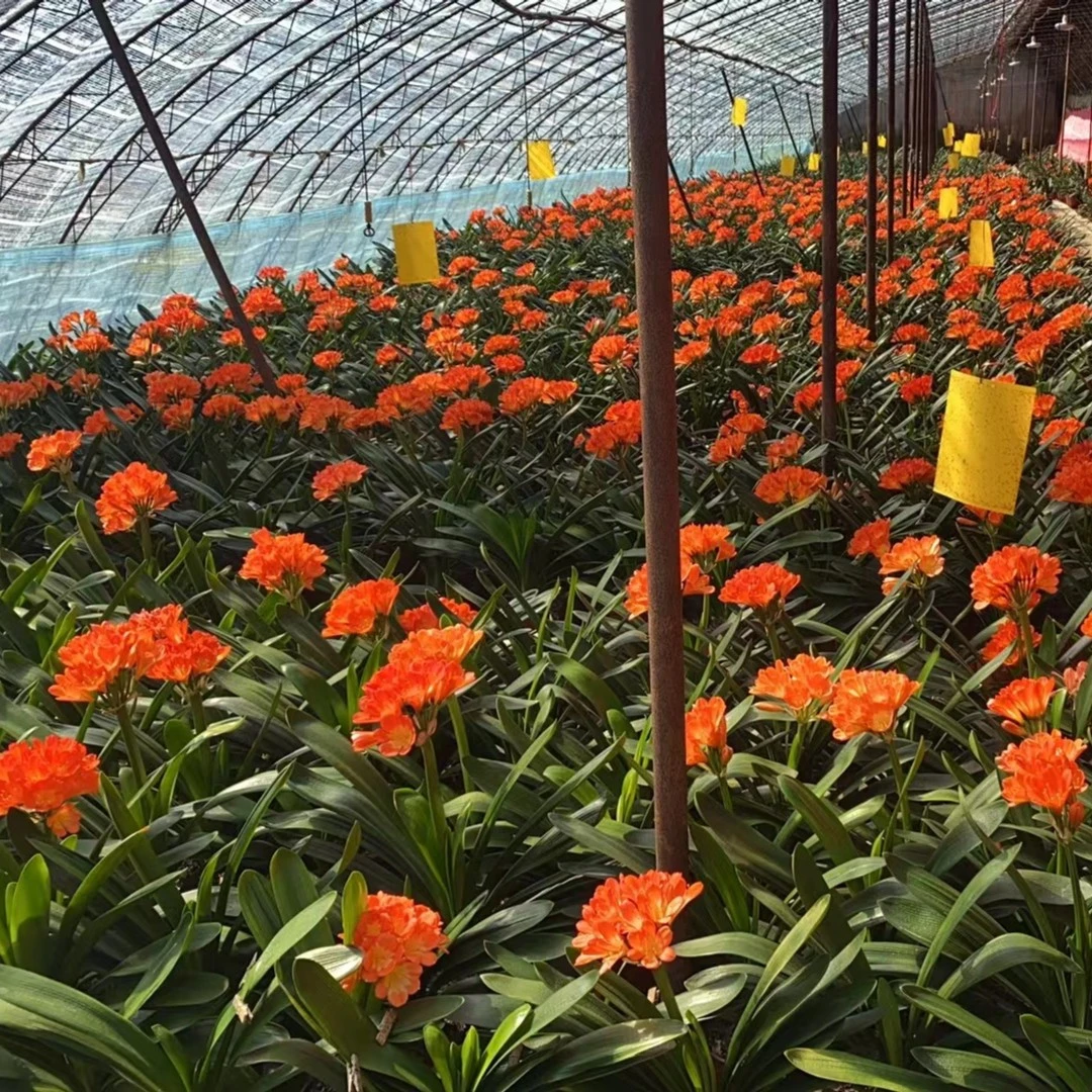 君子兰 彩兰+黄花+高毛串+野生毛垂+大红袍共5颗种粒送刨花加仑盆