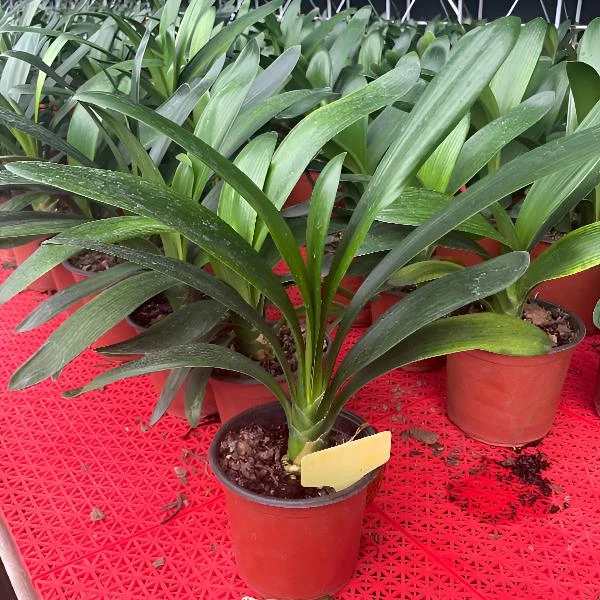 君子兰  牛骨粒3包3斤一组