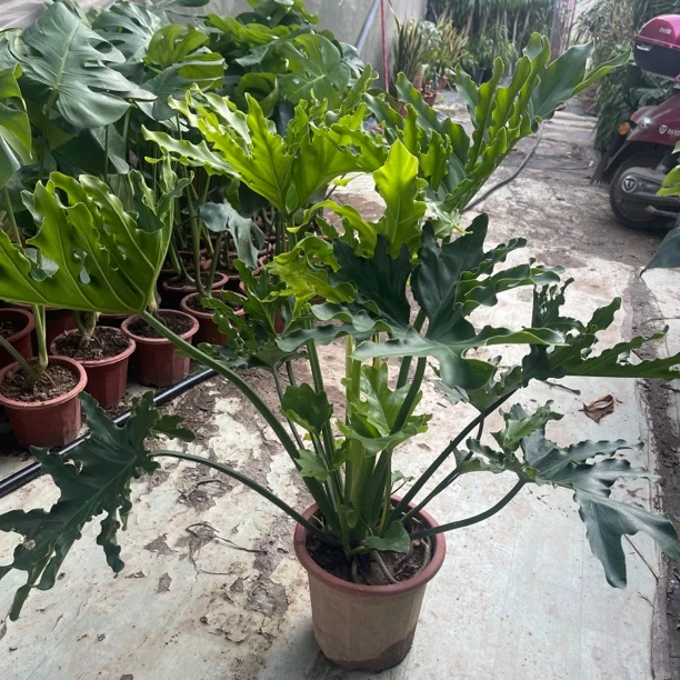 春羽盆栽观叶植物客厅蔓绿绒办公直播间一物一拍培好净化绿植空气