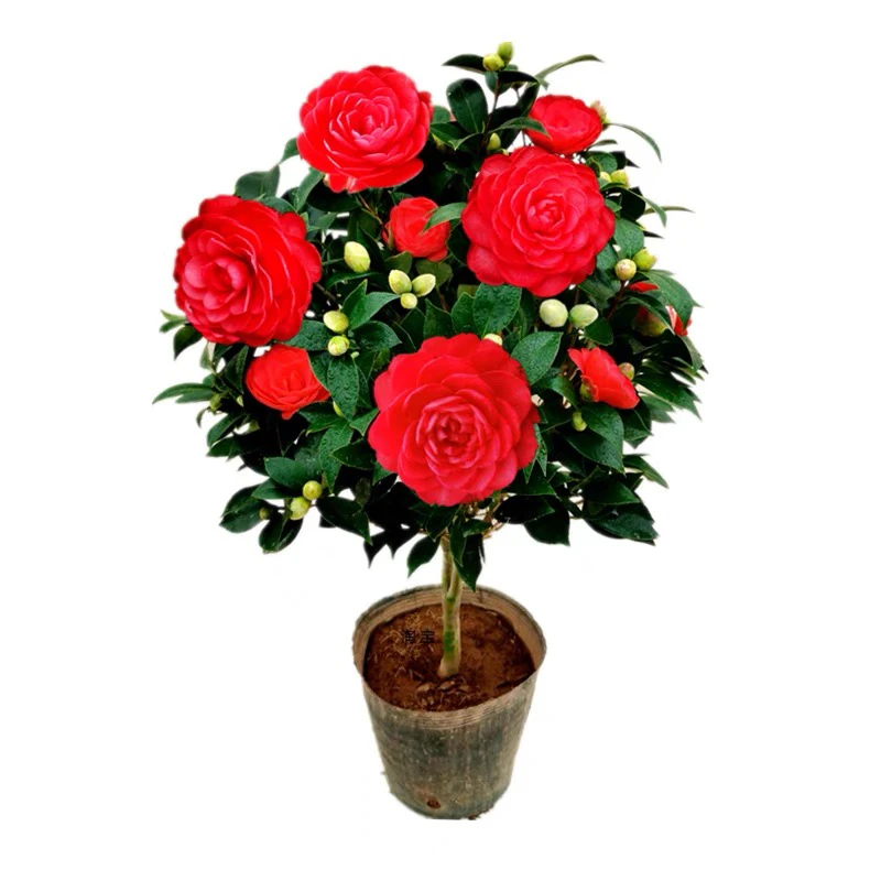 大红色赤丹山茶花香妃茶花带花苞开花赏花花卉绿植盆栽茶花四季