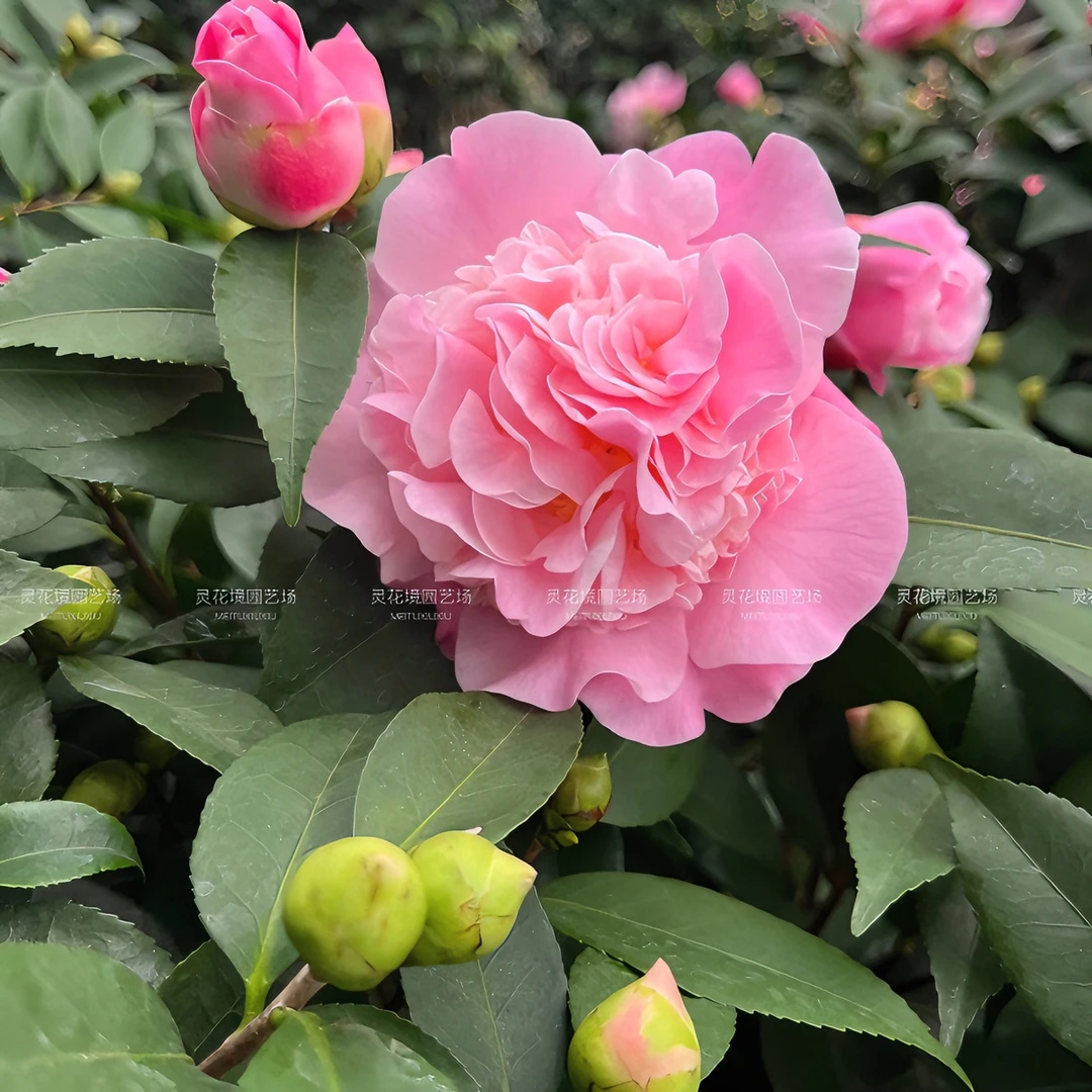 香妃山茶花八年苗高度70粉色浓香茶花树苗室内绿植盆栽四季好养活
