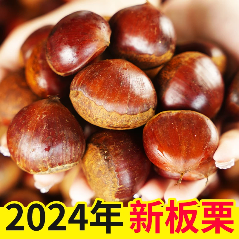 老树高树板栗2024头茬板栗