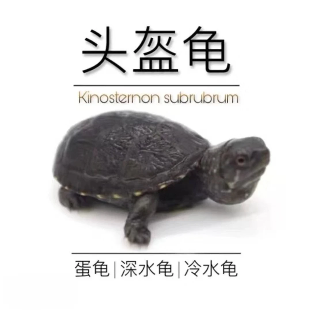 头盔龟苗蛋龟好饲养超萌宠物优选可爱呆萌好物