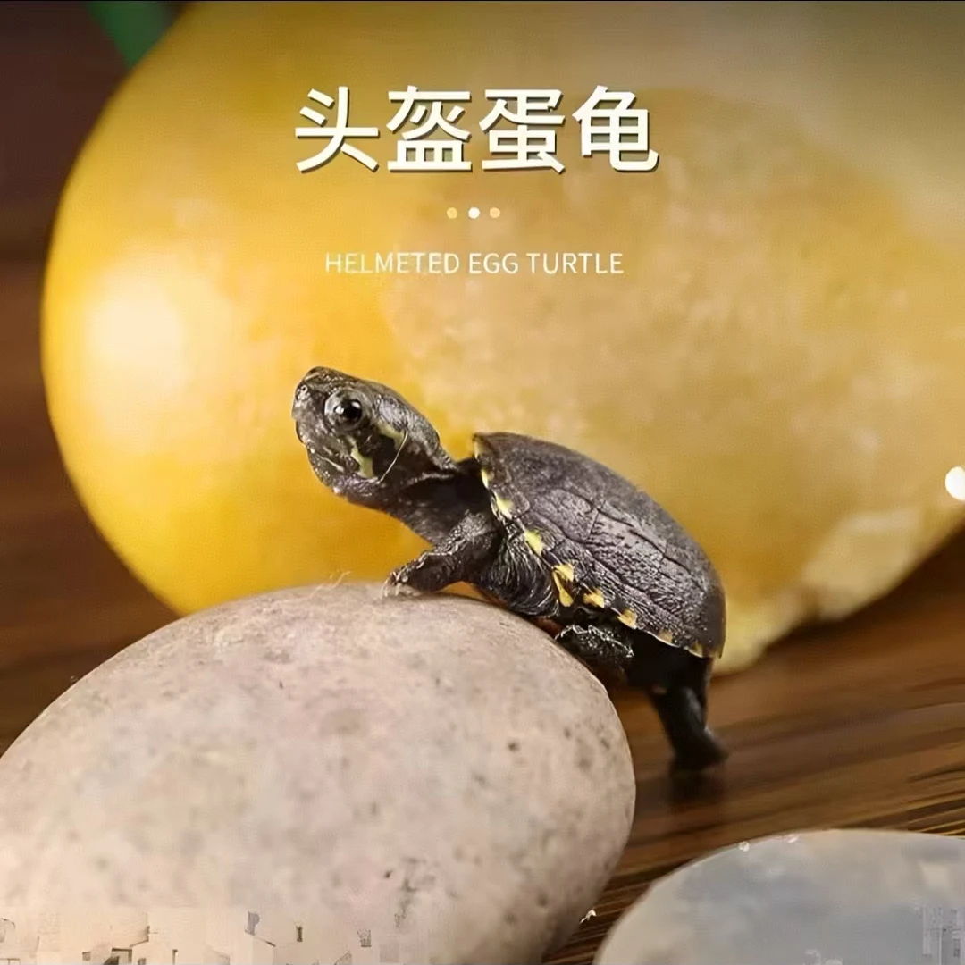 （一龟一价）剃刀蛋龟头盔白唇墨蛋宠物龟