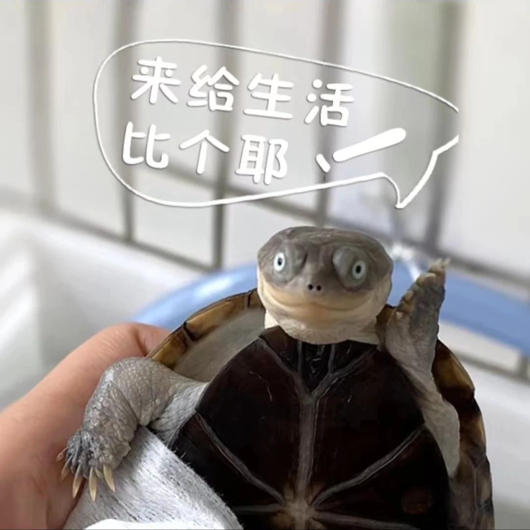 （福利错甲非全品）沼泽侧颈龟 萌宠 西非蛋龟侧颈龟宠物龟活体龟