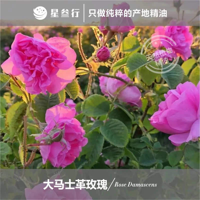 2ml小样大马士革玫瑰精油 国产香薰精油调香芳疗玫瑰精油原料
